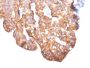 HER-2 / c-erbB-2 / neu / CD340 (ERBB2/2452), 0.2mg/mL