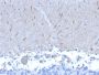 ATG5 (Autophagy Marker)(ATG5/2553), 0.2mg/mL