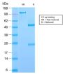 GP2 (Glycoprotein 2) / ZAP75 (GP2/2569R), 0.2mg/mL