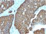 Cadherin 17 / LI Cadherin (Liver-Intestine Marker)(CDH17/2618), 0.2mg/mL