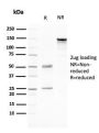 CD80 (B7-1)(C80/2776), 0.2mg/mL