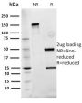 Fibronectin(Fn-3), 0.2mg/mL