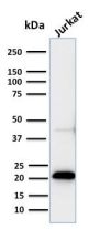 CD3e (T-Cell Marker)(C3e/2858R), 0.2mg/mL