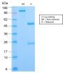Phosphotyrosine (P-Tyr)(PY2870R), 0.2mg/mL
