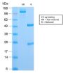 CD6 (Negative Marker of T-regulatory Cells) (C6/2884R), 0.2mg/mL