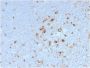 CD68 (Macrophage Marker) (C68/2908R), 0.2mg/mL