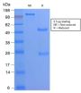 CD68 (Macrophage Marker) (C68/2908R), 0.2mg/mL