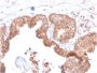 CD47 / IAP (Integrin Associated Protein)(CD47/2937), 0.2mg/mL