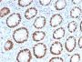 MCM6 (Proliferation Marker)(MCM6/2999), 0.2mg/mL