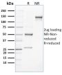 CLEC9A / DNGR1 (Dendritic Cell Marker)(8F9), 0.2mg/mL