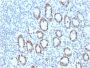 MSH6 (DNA Mismatch Repair Protein)(MSH6/3089), 0.2mg/mL
