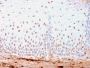 SOX2 (Embryonic Stem Cell Marker)(SOX2/3169R), 0.2mg/mL