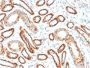 CD137 / 4-1BB / TNFRSF9(4-1BB/3201), 0.2mg/mL
