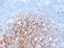 CD21 (Mature B-Cell & Follicular Dendritic Cell Marker)(CR2/3247), 0.2mg/mL
