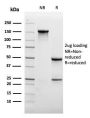 CD31 / PECAM-1 (Endothelial Cell Marker)(rC31.3), 0.2mg/mL