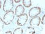 CDX2 / Caudal Type Homeobox 2 (GI Epithelial Marker)(rCDX2/1690), 0.2mg/mL