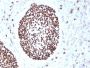 SOX2 (Embryonic Stem Cell Marker)(rSOX2/1791), 0.2mg/mL