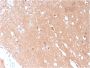 Tubulin beta 3 / TUBB3 (Neuronal & Stem Cell Marker)(TUBB3/3731), 0.2mg/mL