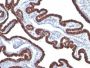 Cytokeratin 7(KRT7/760), 1mg/mL