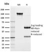 CD117(KIT/982), 1mg/mL