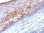 MCAM / MUC18 / Mucin 18 / CD146(MCAM/1101), 1mg/mL