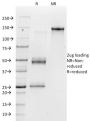 Vitronectin Receptor / CD51 / CD61(23C6), 1mg/mL
