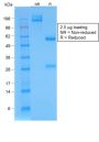 Bromodeoxyuridine (BrdU) (Proliferation Marker)(BRD/1539R), 1mg/mL