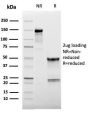 CD62L (L-Selectin)(LAM1-116), 1mg/mL