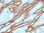 Ksp-Cadherin (Kidney-Specific Cadherin) / CDH16, 1mg/mL