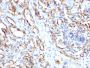 CD31 / PECAM-1 (Endothelial Cell Marker), 1mg/mL