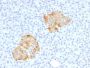 TNF-alpha (Tumor Necrosis Factor alpha), 1mg/mL