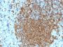 CD45RA (Leukocyte Marker)(K4B5), 1mg/mL