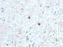 Ubiquitin (Autophagy Marker)(UBB/1748), 1mg/mL