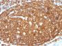 CD45RB (B-Cell Marker)(N/A), 1mg/mL