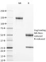 CD40 / TNFRSF5 / CD40L-Receptor(T8P2G4*A6), 1mg/mL