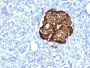 Chromogranin A / CHGA (Neuroendocrine Marker) (CHGA/1815R), 1mg/mL