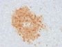 CD10 (Membrane Metalloendopeptidase)(MME/1893), 1mg/mL