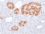 Chromogranin A / CHGA (Neuroendocrine Marker)(rCHGA/413), 1mg/mL