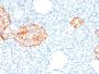 Chromogranin A / CHGA (Neuroendocrine Marker)(rCHGA/798), 1mg/mL