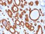 TPO (Thyroid Peroxidase) (Thyroid Marker)(TPO/1921), 1mg/mL