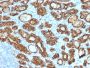 TPO (Thyroid Peroxidase) (Thyroid Marker)(TPO/1922), 1mg/mL
