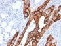 Cytokeratin 20 (KRT20) (Colorectal Epithelial Marker)(KRT20/1991), 1mg/mL