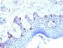 gp100 / Melanosome / PMEL17 / SILV (Melanoma Marker) (PMEL/2039), 1mg/mL