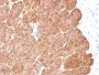 EpCAM / CD326 (Epithelial Marker) (EGP40/2041R), 1mg/mL