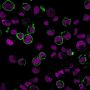 CD43 (T-Cell Marker) (SPN/2049R), 1mg/mL