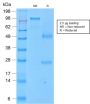 CD43 (T-Cell Marker) (SPN/2049R), 1mg/mL