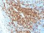 CD43 (T-Cell Marker) (SPN/2049R), 1mg/mL