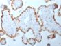 DNMT1 / DNA Methyltransferase 1(DNMT1/2061), 1mg/mL