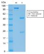 E-Cadherin (CDH1) / CD324 (Intercellular Junction Marker) (rCDH1/1525), 1mg/mL