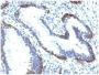 Cytokeratin 15 (Esophageal Squamous Cell Carcinoma Marker) (KRT15/2103R), 1mg/mL